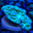 Cabbage Live Saltwater Soft Coral Frag For Reef Aquarium
