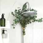 Fresh Eucalyptus For Shower Bundle In A Box   Add A Luxurious Touch Of Natural A