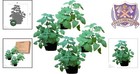 4 Live Catnip Plants - Enhance Cat Well-being  Perfect For Spring   Summer