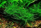 2x2inch Portion Of Taiwan Moss   Live Aquarium Plants   Rare  