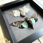 Cicada Pair White Ghost   Turquoise Wing Baroque Box Frame Display Case Insect