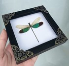 Real Dragonfly Taxidermy Framed Insect Specimen Science Gift For Kids Education