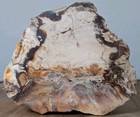 Petrified Wood Fossil Polished Mineral Specimen 8    Display - 9lb 11oz