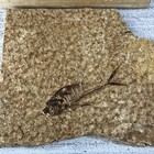 Lot Of 2 Fossil Fish Plates