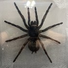 Real Framed Huge Tarantula Spider Taxidermy   1