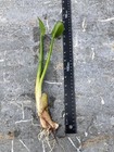 Purple Pickerel Rush Plants  not Rhizomes tubers   pond bog aquatic Plants