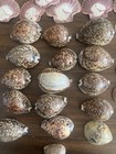 75 Shells Leopard Or Tiger Cowrie And  