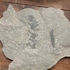 Big Pennsylvanian Fern Fossil Double Sided Pre Dinosaur Carboniferous Pecopteris