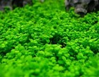 Aquarium Grass Plants Seeds Small Bacopa Monnieri Seeds 10g Fish Tank 