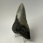 Megalodon Shark Tooth 4 00 Inch - Authentic - Natural Fossil - Rare - Real 19351