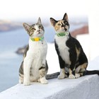 Azuza 4 Pack Cat Kitten Collar Breakaway With Bell Cat neck 8 -12    2 fruit