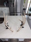 Big Mule Deer Shed Antlers Horns Elk Moose Rack