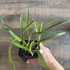 Orchid Live Maxillaria Schunkeana - Potted