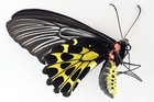 Pa17127  Insects  Butterflies  Papilio Sp  South Vietnam