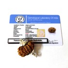 14 Mukhi Rudraksha Nepal Origin Lab Certified A  Quality Silver Plated Cap