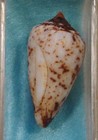 Conus Zeylanicus 28mm Sri Lanka