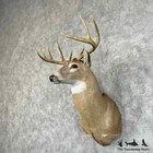  31462 N   Whitetail Deer Taxidermy Shoulder Mount For Sale