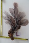  large   Natural Sea Fan - Coral - Sea Whip - Free Shipping