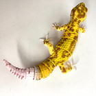 Bandai Gashapon Leopard Gecko Action Figure Advance Raptor 165mm Japan 2021