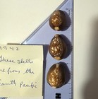 Three Vintage 1942 Cowry Cowrie Shells Cypraea South Pacific Gorgeous Mint Cond 