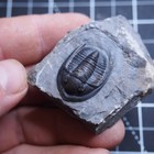 Proetid - Diademaproetus Praecursor Trilobite  Devonian Trilobiten Arthropods