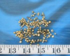   Snail Shells    micro  Mongo   Green yellow   150    Sailor s Valentines  
