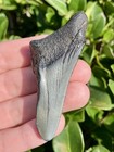 Natural Beautiful 2 60    Megalodon Tooth Fossil Shark Teeth