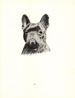 Antique French Bulldog Print 1935 Wardle Frenchie Art Cfw 7036g