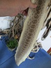 Rattlesnake Skin Prairie Rattle Snake Hide Dry Tanned Wrap Pen Blanks 40 In  J8