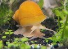 3x Mystery Snails Easy Aquarium Algae Cleaners Pet Fish Tank