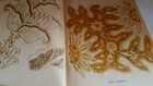 Motief Batik  batik Designs  Balai Penelitian Batik Design Dan Kerajinan 1974