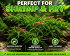 Live Java Moss 25 Sq Inch Portion Aquarium Plant     Freshwater Moss For Shrimps