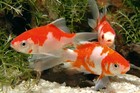 Pond Flakes Fish Food 1 2 Lb 3800 Ml  Balanced Food For Goldfish   Juvenile Fish