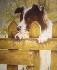 11  X 14  Matted 8  X 10  Print Of Border Collie At Fence Patiently Waiting