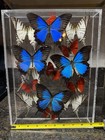 Vintage Real Framed Butterfly Display-blue Morpho Red White 15 Pieces Lot