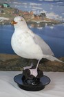 Taxidermy  Arctic Taxidermy  Taxidermy Bird 