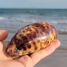 Large Turtle Cowry Natural Seashell Black-tan Color Rare Real Beach Dec 4   In