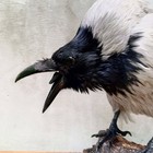 Hooded Crow  corvus Cornix  Taxidermy Stand Mount Eurasian Raven Gothic 1
