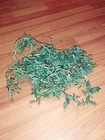 Bledo Blanco Ewe Tete Planta Hierba Religion Yoruba Ifa Africana Santeria 