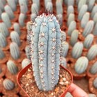 High 8-10cm Cipocereus Bradei Cactus Succulent Plants Garden Decoration Plants