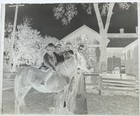 Antique Glass Plate Photo Negative - Cute Image Of A Little Girl On Horseback