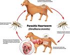 Natural Dewormer For Dog   Cats - Natural Herbal To Kill  Removed   Flush - Usa