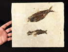 Two Species  A Rare Mioplosus And A Big Knightia Fish Fossil From Wyoming 1941gr