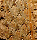 Museum Quality Very Rare Fossil Plant Juvenile Young Lepidodendron Plant Stem  