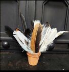 50 Assorted Feathers From My Free Range Friends-cruelty Free  
