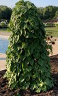 Trellis For Climbing Plants