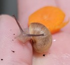 Roman Snail Baby  Helix Pomatia 