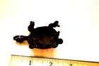 Pirate Treasure  Bronze Tirtle  Port Royal  1692