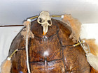 Vintage Turtle Shell Dream Catcher Southwest Decor Native American Wall Art