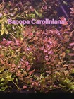Beginners Aquatic Plant Pack - Live Aquatic Freshwater Plant - Mixed Plants